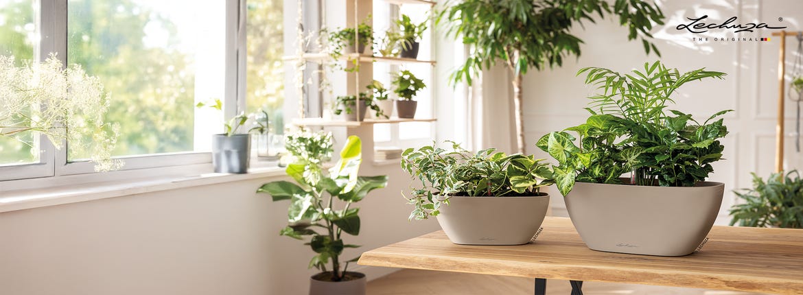 Das Design-Highlight Lechuza NAVIO!