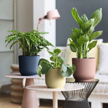 Pots à fleurs pour votre intérieur