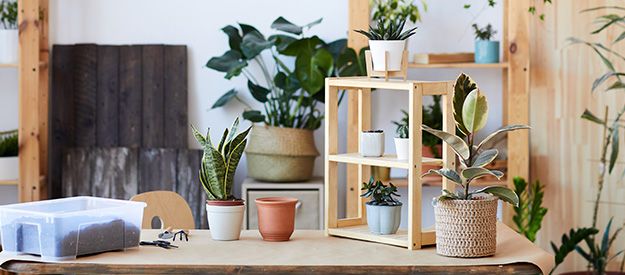 Indoor plants for Better Indoor Air Quality