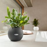 Lechuza Indoor