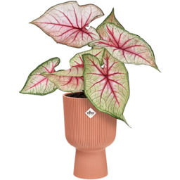 elho vibes fold coupe 14 cm - Nežno roza
