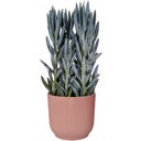 elho vibes fold round 16 cm - Delicate Pink