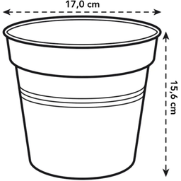 Pot pour Orchidée GREEN BASICS - Transparent - 17 cm