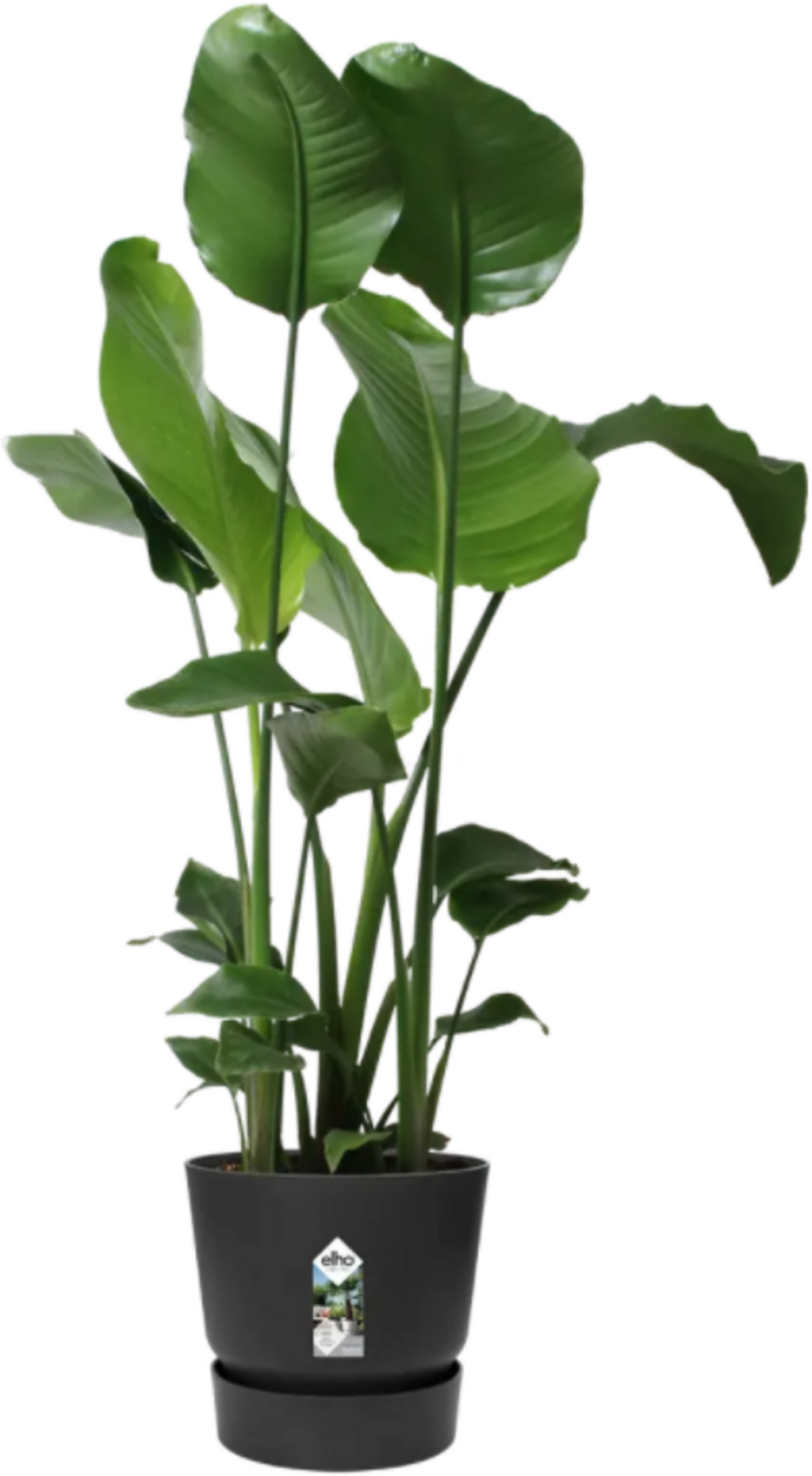 elho greenville Topf rund 30 cm - lebhaft schwarz