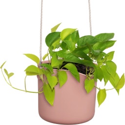 elho Suspension B.FOR Swing - 18 cm - Rose poudré