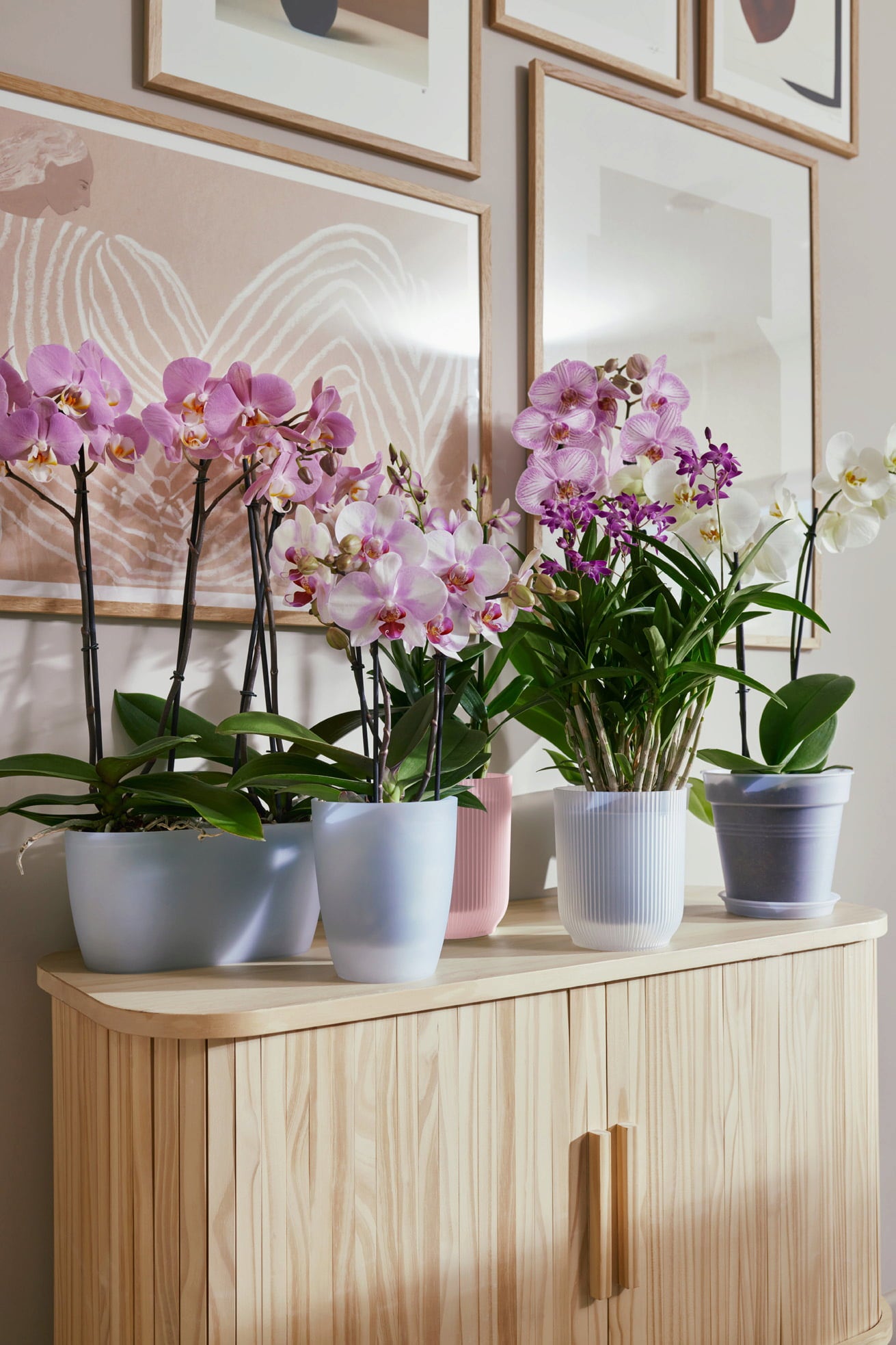 Blumentopf - vibes fold orchidee hoch 12,5cm - transparent
