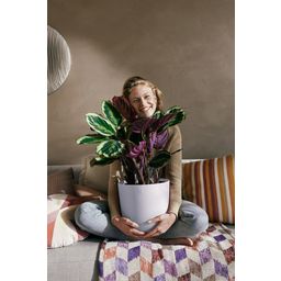 elho Cvetlični lonec - jazz okrogel 23 cm - vijolična sivka