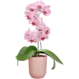 Blomkruka - vibes fold orchidee hög 12,5cm - rosa glaserad