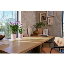 Blomkruka - vibes fold orchidee hög 12,5cm - rosa glaserad