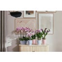 Blomkruka - vibes fold orchidee hög 12,5cm - rosa glaserad
