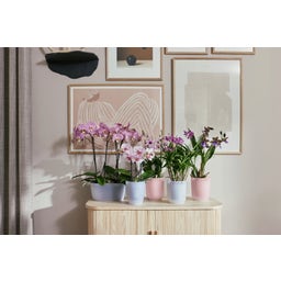Blomkruka - vibes fold orchidee hög 12,5cm - rosa glaserad