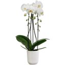 Cvetlični lonček - orhideja vibes fold visok 12,5 cm - svilnato bela