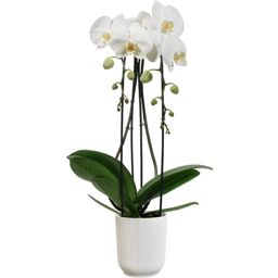 Blumentopf - vibes fold orchidee hoch 12,5cm - seidenweiß