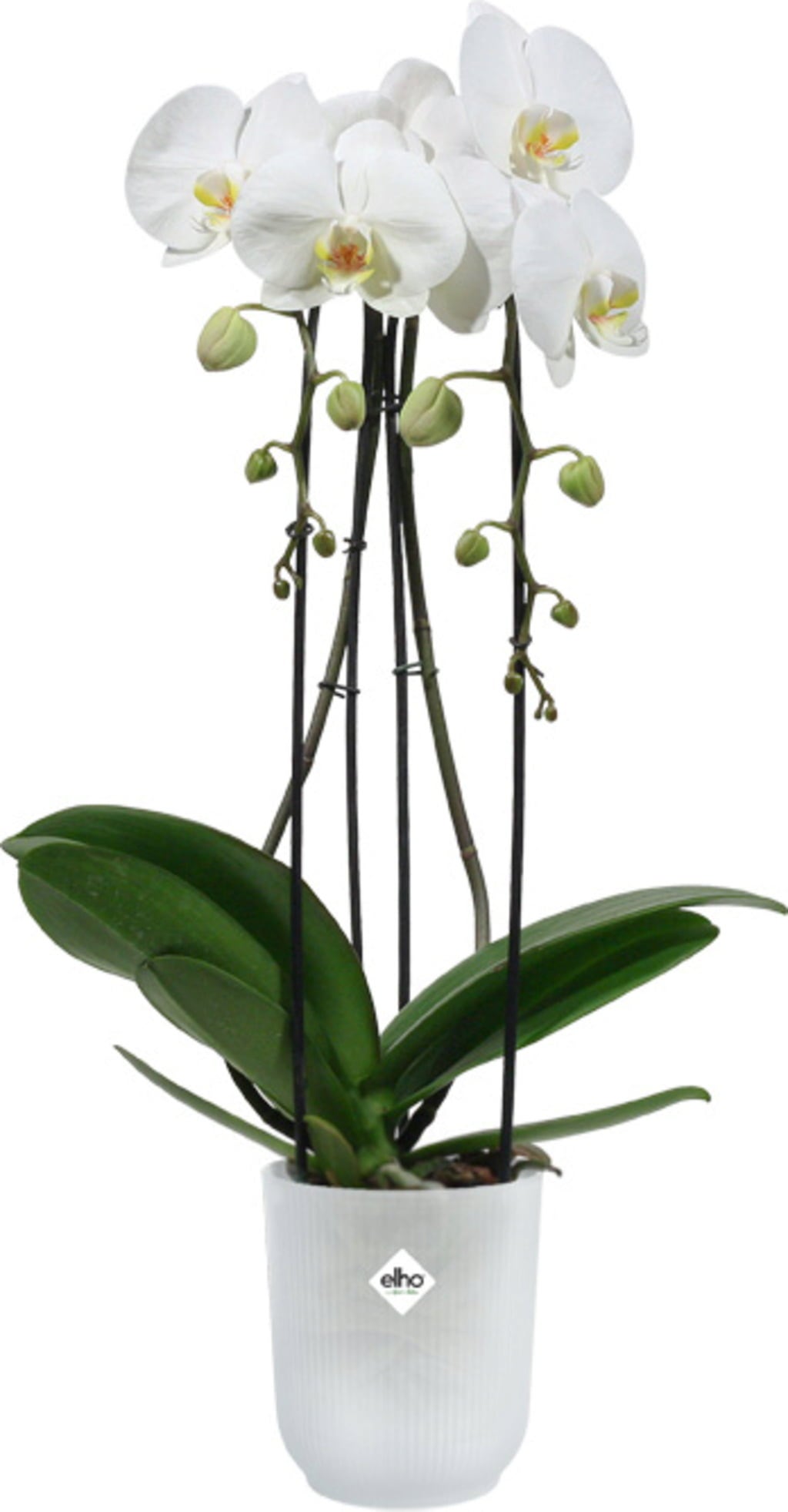 Blumentopf - vibes fold orchidee hoch 12,5cm - transparent
