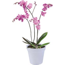 elho green basics orchid - trasparente - 17 cm
