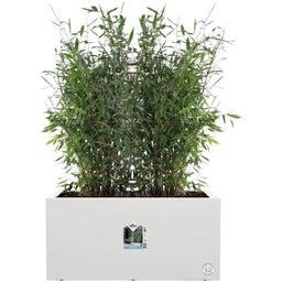 elho vivo next Long Planter - 80 cm - white