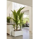 elho vivo next Long Planter - 80 cm - white