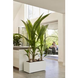 elho vivo next Long Planter - 80 cm - white