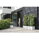 elho vivo next Long Planter - 80 cm - white