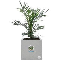 elho vivo next Square Planter - 30cm - living concrete