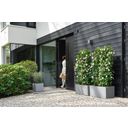 elho vivo next Square Planter - 30cm - living concrete