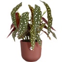elho jazz round - 19 cm - Tuscan Red