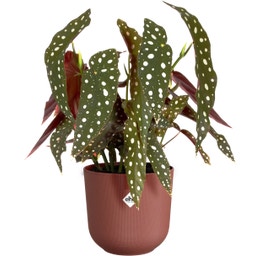 elho jazz round - 19 cm - Tuscan Red