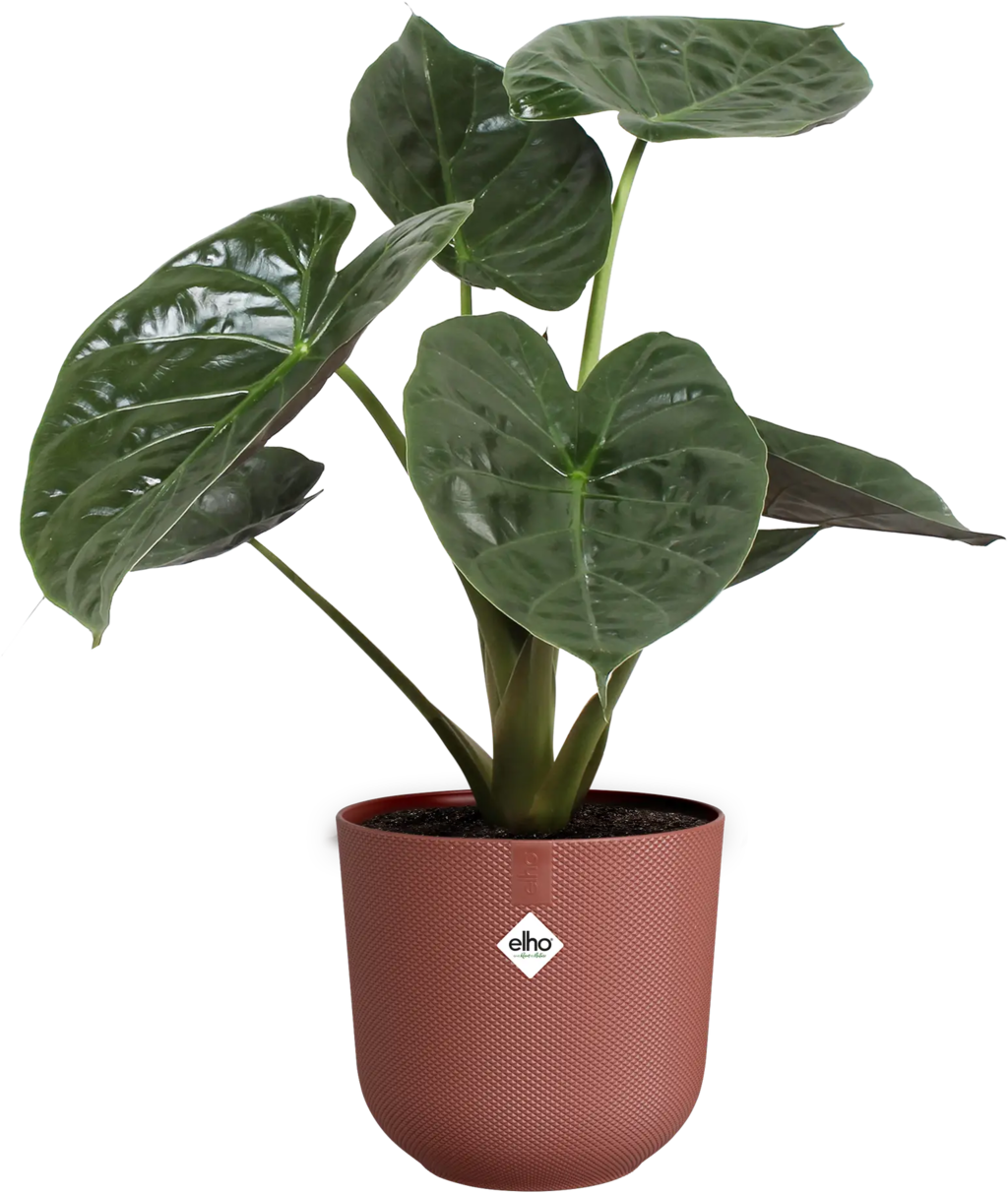 elho jazz round - 26 cm - Tuscan Red