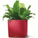 Lechuza CUBE Premium 40 Planter  - Scarlet red high gloss