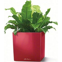 Lechuza CUBE Premium 40 Planter  - Scarlet red high gloss