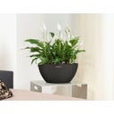 Lechuza CUBETO Stone 30 Planter - Graphite Black