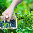 Esschert Design Berry Picker - 1 item