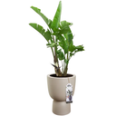 elho Pot PURE COUPE - 35 cm - greige