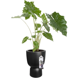 elho Pot PURE COUPE - 41 cm - noir