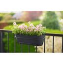 elho Vibia Campana Balcony Box - 50 cm - Anthracite