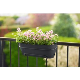 elho Vibia Campana Balcony Box - 50 cm - Anthracite