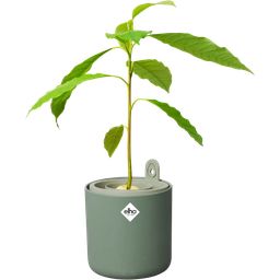 elho Amazing Avocado Pot - Leaf Green