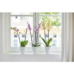 elho brussels orchid high - 12,5 cm - bianco