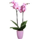 Brussels Orchid High Flower Pot - 12.5 cm - Intense violet