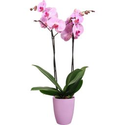 Brussels Orchid High Flower Pot - 12.5 cm - Intense violet