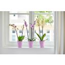 Brussels Orchid High Flower Pot - 12.5 cm - Intense violet