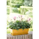 elho barcelona trough, 40 cm - giallo miele