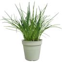 elho green basics growpot  - Verde Pietra - 11 cm