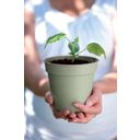 elho green basics growpot  - Verde Pietra - 11 cm