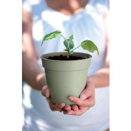 elho green basics growpot  - Verde Pietra - 11 cm