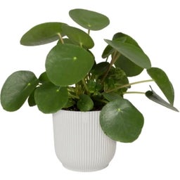Set di 2 vibes fold rund 18 cm, bianco + self-watering insert - 1 set