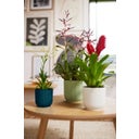 Set di 2 vibes fold rund 18 cm, bianco + self-watering insert - 1 set