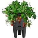 green basics Strawberry Pot 33 cm, 1 item