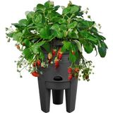 elho green basics Strawberry Pot 33 cm