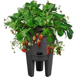 elho Pot pour Fraises GREEN BASICS - 33 cm